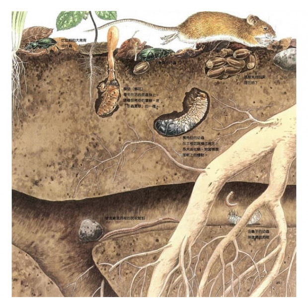 additional image